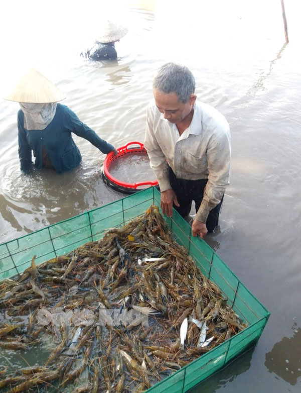 Hội viên cựu chiến binh xã An Qui thu hoạch tôm càng xanh trên ruộng. 