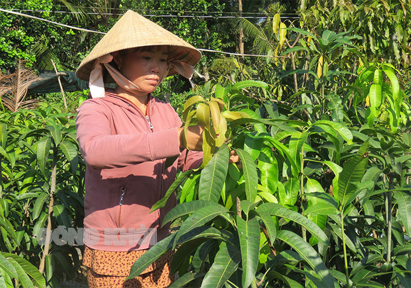 Chị Nguyễn Ngọc Diễm chăm sóc, canh tác mai kiểng và xoài giống tại nhà.