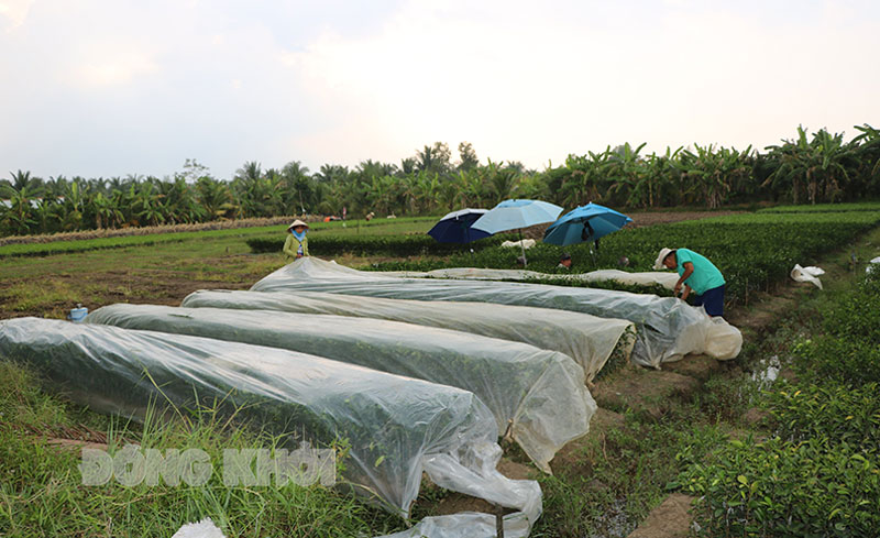 Sản xuất cây giống ở TP. Bến Tre.  Ảnh: T. Thảo