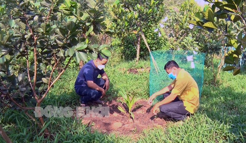 Đồng Tháp Chuyển đổi vườn tạp đất trồng lúa kém hiệu quả sang dừa  Kinh  nghiệm làm ăn  Báo ảnh Dân tộc và Miền núi