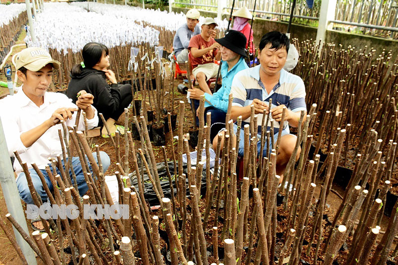 Sản xuất cây giống ở xã Vĩnh Thành, huyện Chợ Lách. Ảnh: CTV