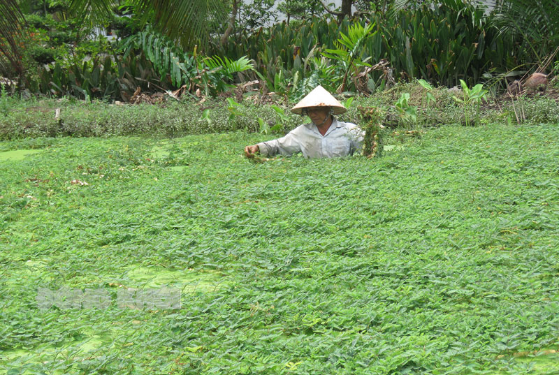 Ông Phạm Văn Nho đang cắt rau nhút trong đập để giao cho thương lái.