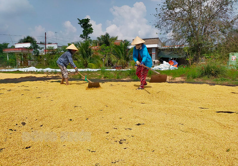 Vụ lúa Đông Xuân trúng mùa được giá. Ảnh: Diệu Hiền