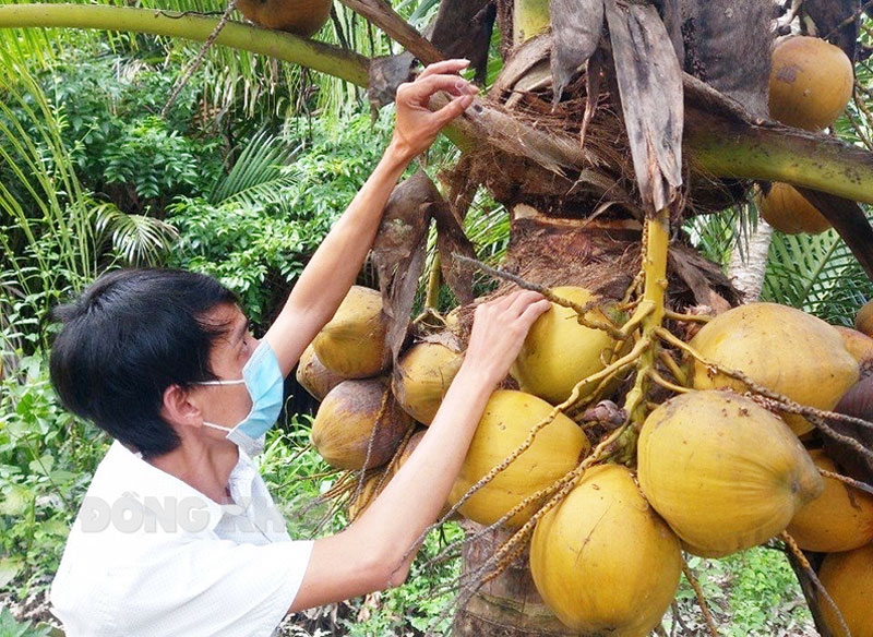 Nông dân thả ong ký sinh diệt sâu đầu đen gây hại vườn dừa.