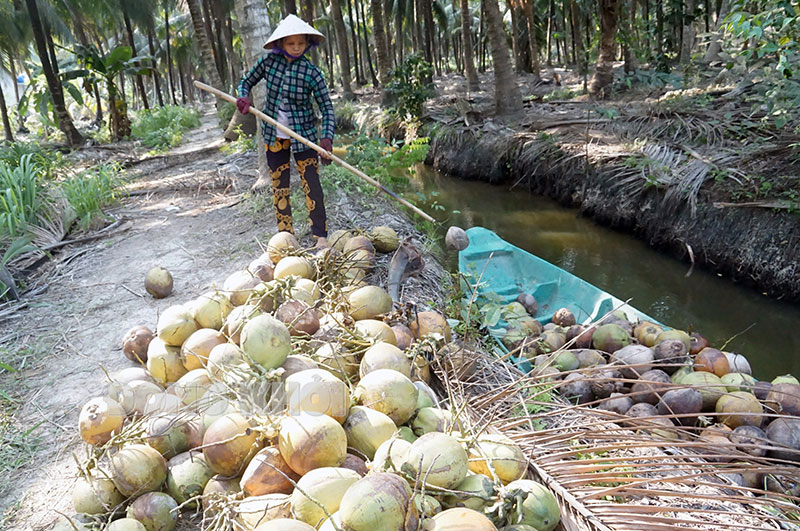 Người dân xã Phong Nẫm thu hoạch dừa.