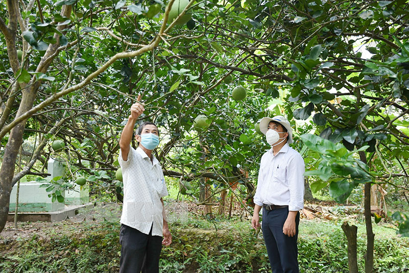 Tăng cường công tác quản lý mã số vùng trồng Chi cục Trồng trọt và Bảo vệ thực vật tỉnh kiểm tra, hướng dẫn bà con thực hiện tốt các tiêu chuẩn trong tham gia xây dựng mã vùng trồng bưởi da xanh.