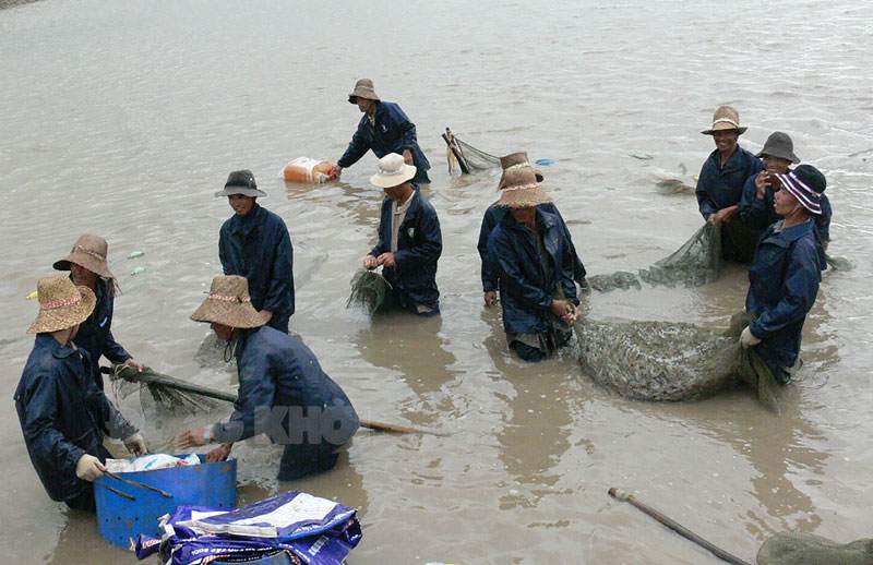 Nuôi tôm thâm canh ở xã Bảo Thuận, huyện Ba Tri. Ảnh: Hữu Hiệp