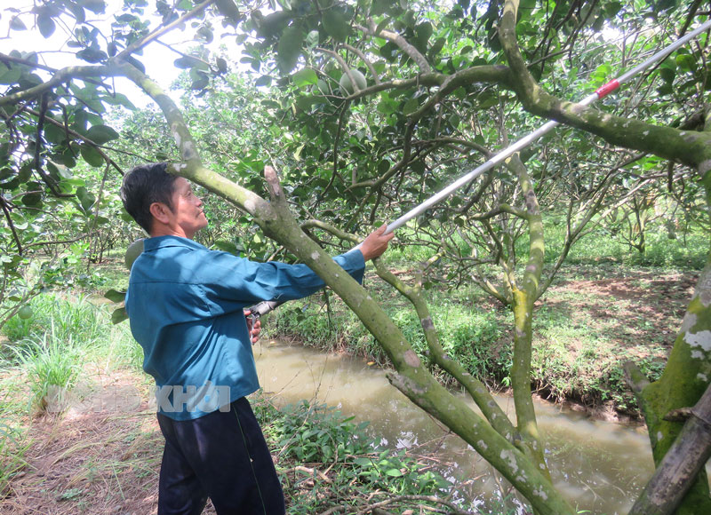 Ông Nguyễn Văn Anh bên vườn bưởi da xanh trồng theo hướng hữu cơ VietGAP của gia đình.
