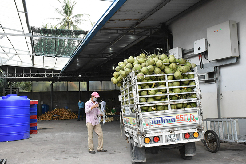Trong 6 tháng đầu năm 2022, tỉnh xuất khẩu khoảng 2,7 triệu trái dừa tươi.