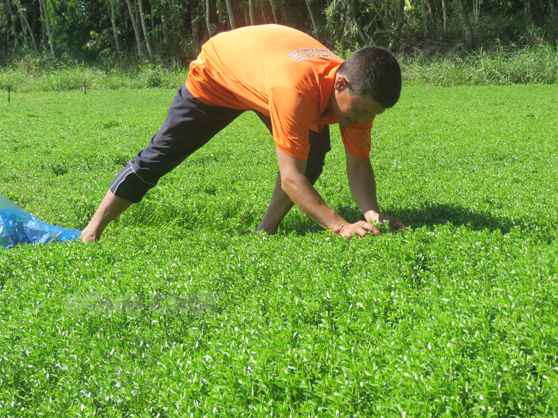 Ông Trần Thanh Phong thu hoạch rau đắng Nhật.