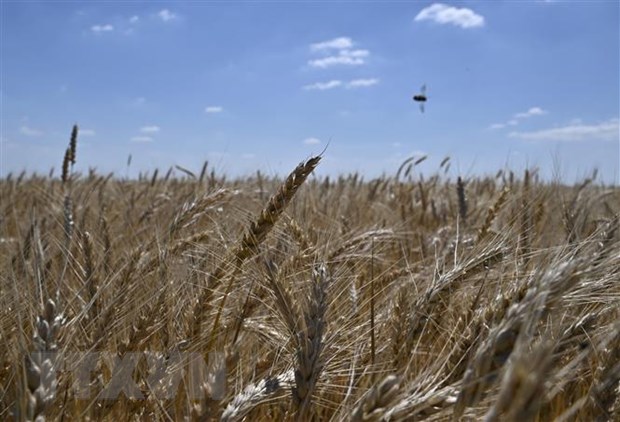 Một cánh đồng lúa mỳ ở Rai-Oleksandrivka, Ukraine ngày 1-7-2022. Ảnh: AFP/TTXVN