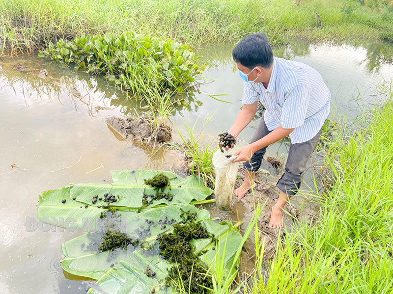 An Phú Trung đạt xã nông thôn mới nâng cao Nuôi ốc bươu tại Hợp tác xã Nông nghiệp An Phú Trung.