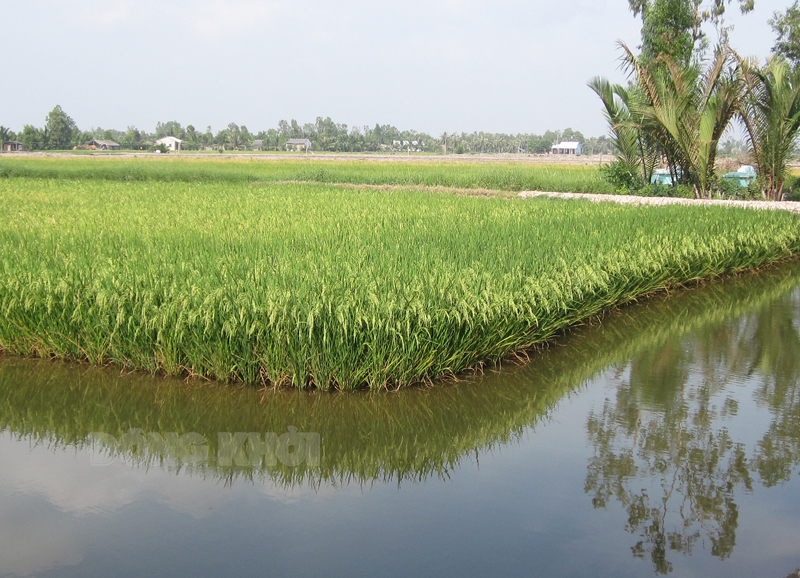 Mô hình tổ hợp tác trồng lúa sạch xen nuôi tôm ở huyện Thạnh Phú đạt hiệu quả cao.