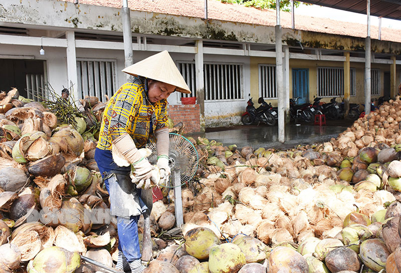 Hợp tác xã Định Thủy (Mỏ Cày Nam) thu mua dừa để sơ chế và tiêu thụ với giá ổn định từ 30 - 40 ngàn đồng/chục.