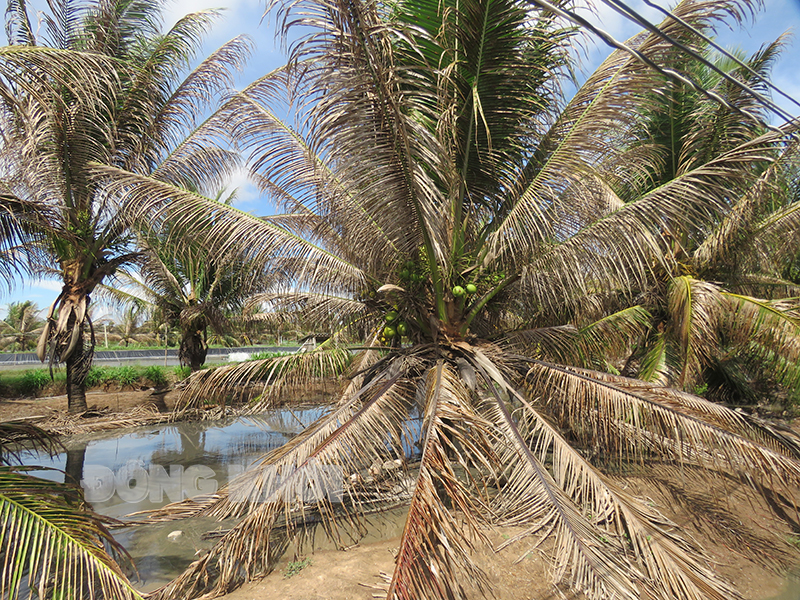 Sâu đầu đen gây hại trên dừa của nhà vườn tại ấp Ao Vuông, xã Phú Long, huyện Bình Đại.