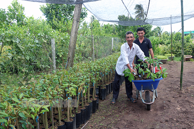 Một hộ vừa thoát nghèo ở xã Tân Thiềng, huyện Chợ Lách nhờ vay vốn tín dụng ưu đãi để sản xuất, buôn bán cây giống, hoa kiểng. 