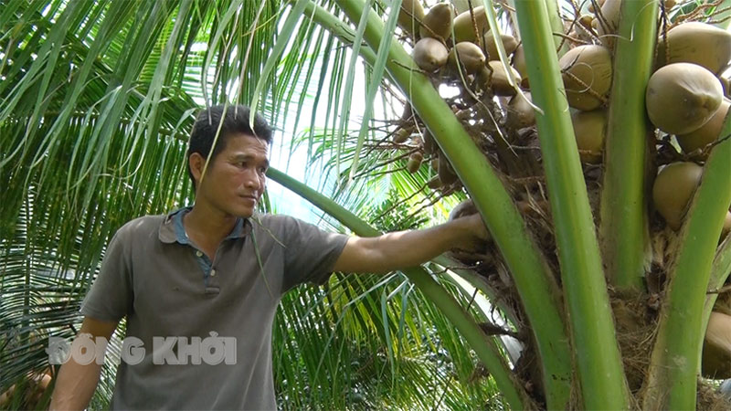 Anh Trần Hoàng Ân chăm sóc vườn dừa. Ảnh: Minh Tân