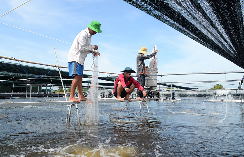 Chăm sóc tôm công nghệ cao ở xã Thạnh Phước, huyện Bình Đại. Ảnh: Sơn Tùng