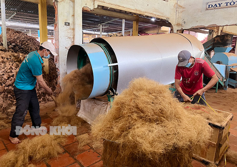 Tập trung nâng cao hiệu quả kinh tế tập thể Hợp tác xã Nông nghiệp Định Thủy (Mỏ Cày Nam) xây dựng chuỗi giá trị từ cây dừa có liên kết với doanh nghiệp.