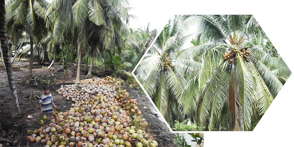 Câu chuyện “Dừa Organic” Bến Tre ra thế giới