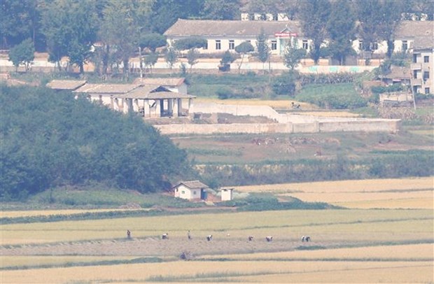 Hàn Quốc hối thúc Triều Tiên hồi đáp về đề xuất cải thiện kinh tế Nông dân làm việc trên cánh đồng ở thị trấn Kaepung, biên giới Triều Tiên-Hàn Quốc, ngày 24-9-2021. (Ảnh: Yonhap/TTXVN)