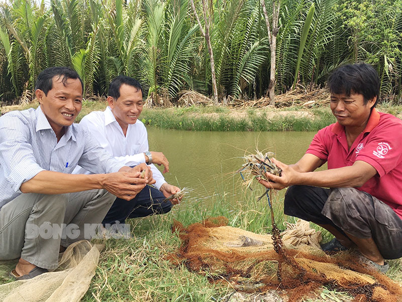 Thử nghiệm nuôi tôm càng xanh vùng nước lợ Thạnh Phú. Ảnh: CTV