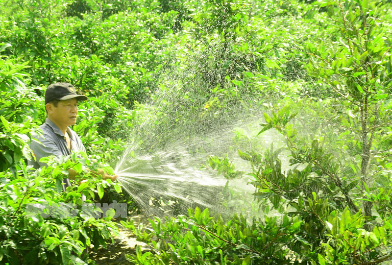 Anh Trần Văn Kha chăm sóc kiểng mai vàng tại ấp Phú Hội.