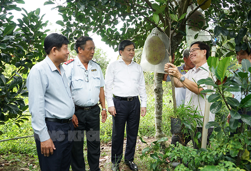 Bí thư Tỉnh ủy Lê Đức Thọ khảo sát vườn cây đầu dòng Thanh Thanh tại thị trấn Chợ Lách, huyện Chợ Lách.
