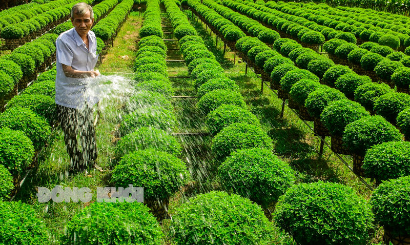 Chăm sóc hoa Tết ở xã Long Thới, huyện Chợ Lách. Ảnh: H. Vũ