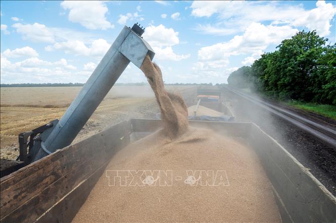 Nông dân thu hoạch lúa mì tại Kharkiv, Ukraine, ngày 19-7-2022. Ảnh: AFP/TTXVN