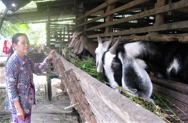 Bà Huỳnh Thị Hải chăm sóc đàn dê của gia đình.