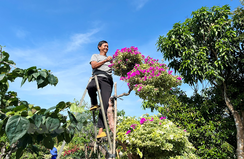 Chuẩn bị hoa tết của nhà vườn xã Phú Sơn, huyện Chợ Lách.