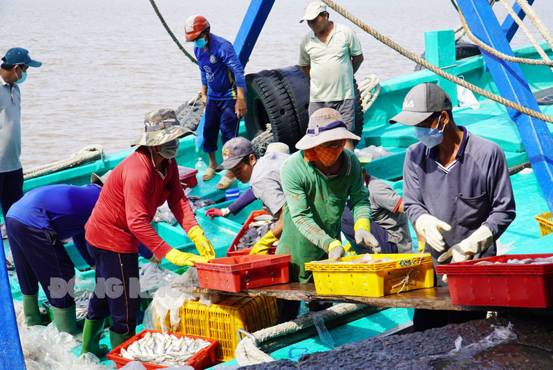 Hoạt động cập cảng lên hàng thủy sản tại cảng cá Ba Tri.