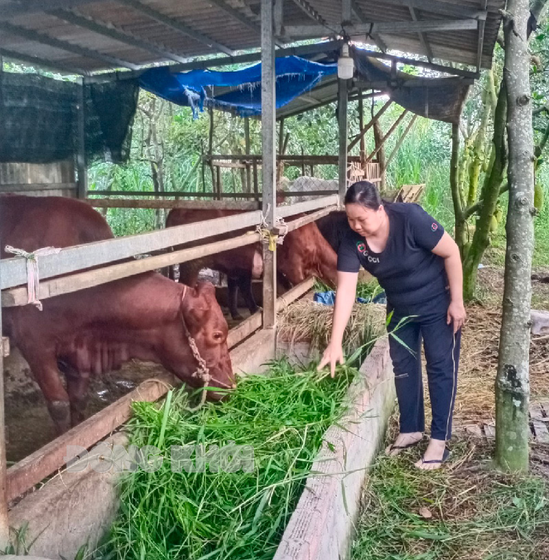 Nhiều HVPN xã Quới Thành thoát nghèo từ mô hình nuôi bò, nuôi dê. Ảnh: P. Tuyết.