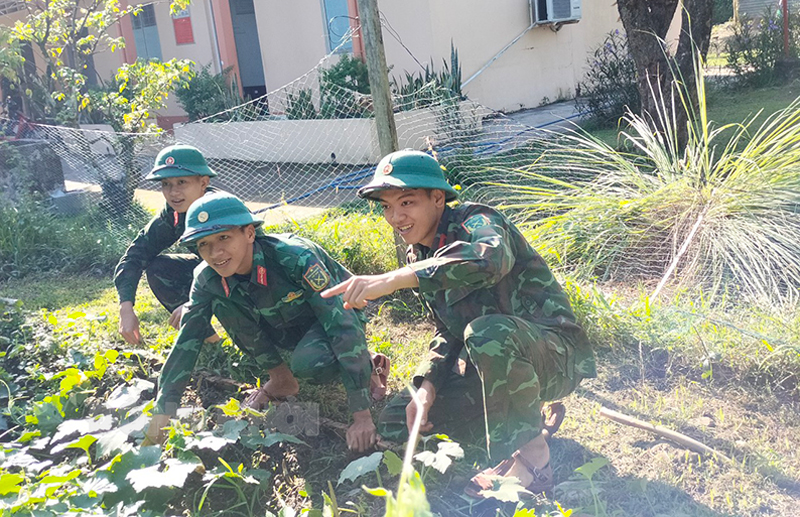 Phát huy tốt vai trò tham mưu với nhiều sáng tạo Các chiến sĩ Bộ Chỉ huy Quân sự tỉnh trồng rau xanh tăng gia sản xuất tại đơn vị.