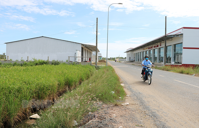 Một đoạn đường Bắc - Nam được mở mới băng qua những ruộng lúa của người dân ở huyện Bình Đại.