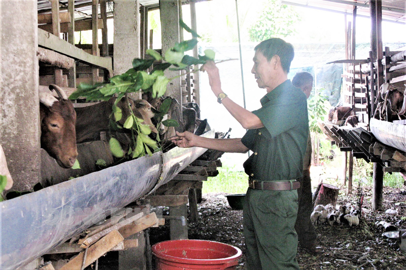 Hội Cựu chiến binh xã Tân Thiềng, huyện Chợ Lách tham quan thực tiễn mô hình hội viên giúp nhau phát triển kinh tế. Ảnh: Lê Đệ