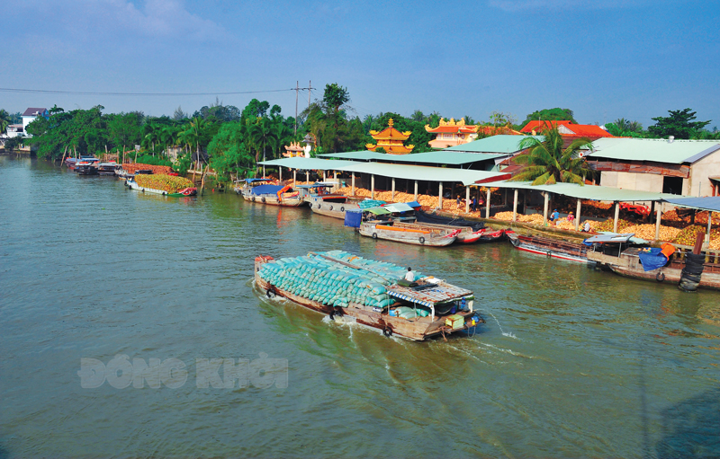 Thấy dừa thì nhớ Bến Tre Một điểm thu mua dừa huyện Mỏ Cày Nam. Ảnh: Nguyễn Hải