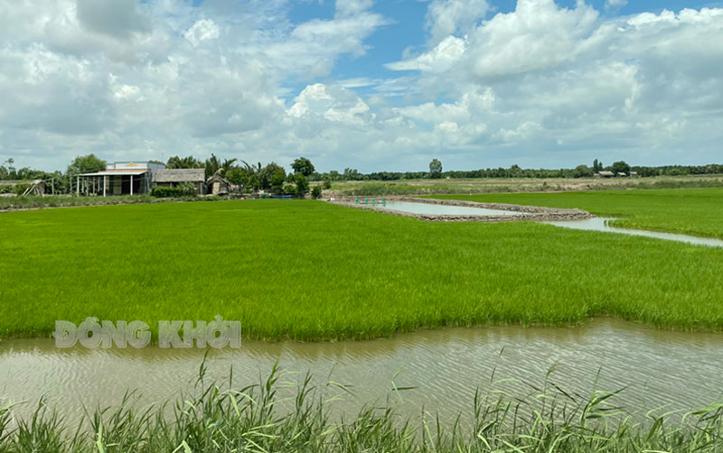 Nhân rộng mô hình phát triển nuôi tôm càng xanh toàn đực xen lúa tại huyện Thạnh Phú. Ảnh: C. Trúc