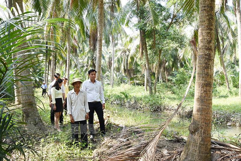 Nông dân trong vùng liên kết với doanh nghiệp an tâm giữ vững diện tích dừa và sản xuất theo hướng hữu cơ.