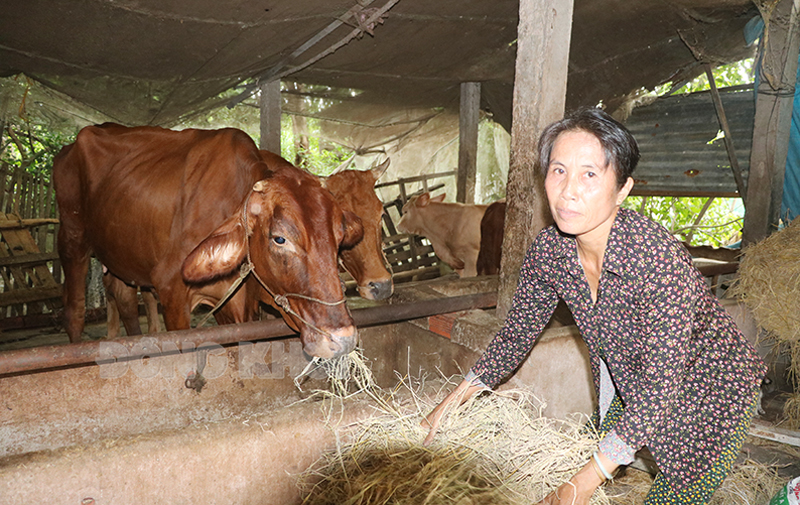 Mô hình chăn nuôi bò giúp nhiều hộ nghèo, cận nghèo cải thiện thu nhập.