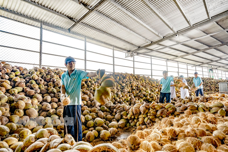 Công ty TNHH Chế biến dừa Lương Quới đang hướng đến chế biến các phụ phẩm từ dừa, tạo vòng sản xuất khép kín.