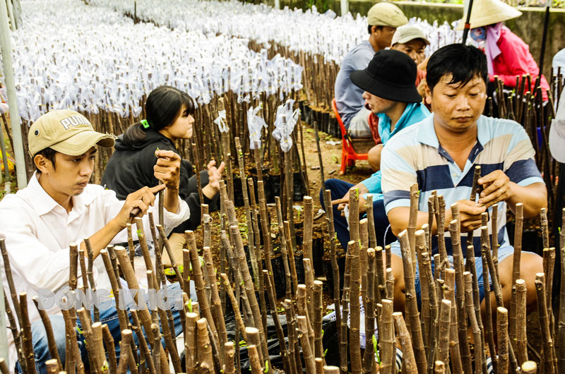 Nhân công thực hiện công đoạn ghép mít ở hộ anh Lê Quốc Nghị, ấp Trung Hiệp. xã Hưng Khánh Trung B, huyện Chợ Lách.