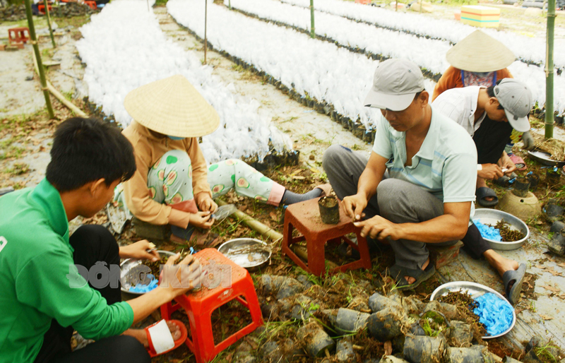 Sản xuất mai ghép của hộ anh Huỳnh Văn Tâm, ấp Tân Trung đạt danh hiệu “Nông dân Việt Nam xuất sắc 2022”.