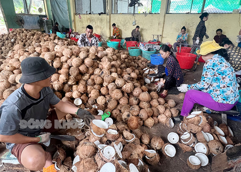 Hợp tác xã Nông nghiệp Thới Thạnh (Thạnh Phú) là đơn vị điển hình của địa phương thực hiện tốt việc thu mua, bao tiêu nông sản của nông dân.