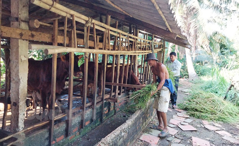 Chăn nuôi bò sinh sản ở xã Phong Nẫm.