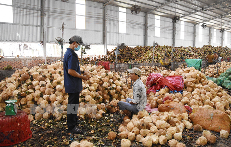 Hỗ trợ khởi nghiệp, phát triển doanh nghiệp của tỉnh Sơ chế, chế biến dừa xuất khẩu tại xã Thành Thới B, huyện Mỏ Cày Nam.
