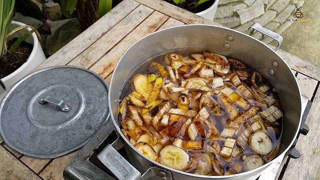 7 cách làm dịch chuối - Thần dược cho mọi giống cực dễ ngay tại nhà
