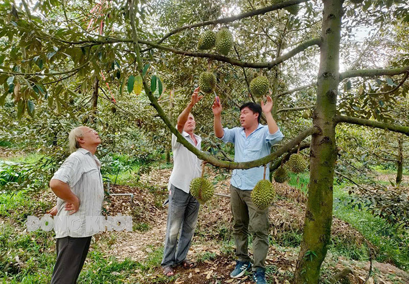 Kỹ sư nông nghiệp của Trung tâm Khuyến nông và Tư vấn dịch vụ NN tư vấn trực tiếp tại hộ dân kỹ thuật trồng cây sầu riêng.  Ảnh: T. Nhân