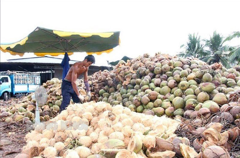 Nông dân sơ chế dừa khô nguyên liệu.